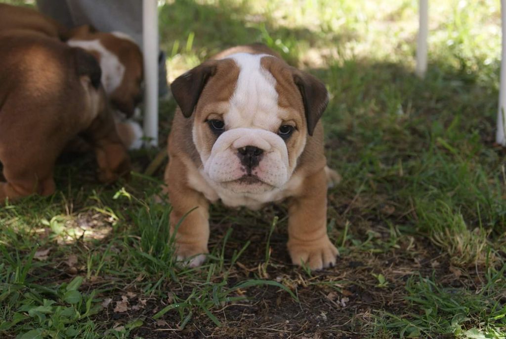 Des Gardiens Du Haras - Chiots disponibles - Bulldog Anglais