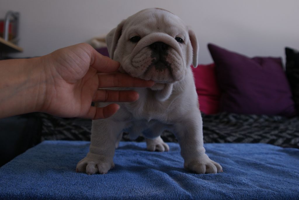 Des Gardiens Du Haras - Bulldog Anglais - Portée née le 30/04/2018